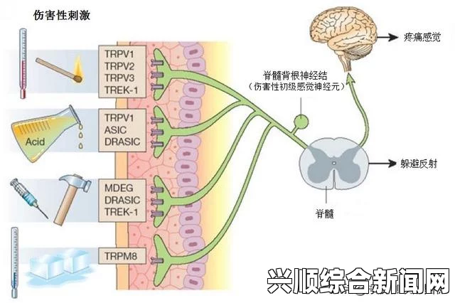 为什么两根一起进太深了会痛？探讨生理结构与疼痛感受的关系，从身材到气质的变化