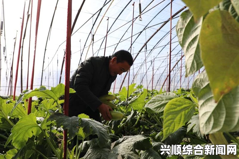 如何制作一款免费的行情网站APP页面？从设计到开发的全流程指南，轻松享受绿意生活