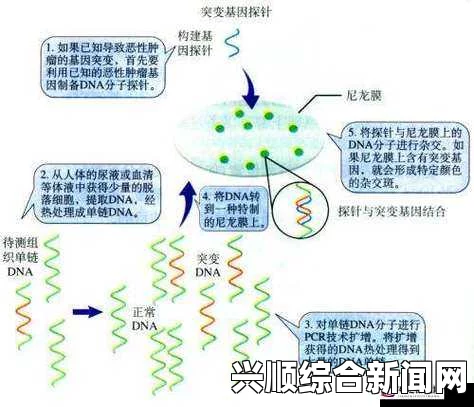 RNA与DNA杂交过程是如何进行的？探讨其机制及生物学意义，畅享无限乐趣