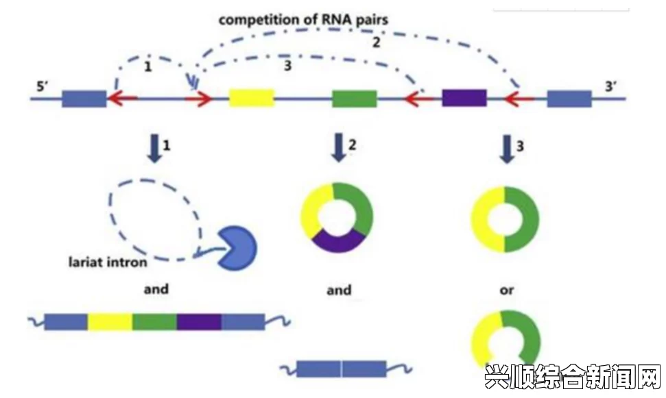 RNA与DNA杂交过程是如何进行的？探讨其机制及生物学意义，畅享无限乐趣