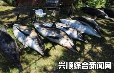 智利南部海湾鲸鱼大规模死亡事件揭秘，真相与谜团探索