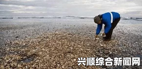 智利南部鲸鱼搁浅事件，生死未卜，科学家担忧赤潮影响，附图揭示危机