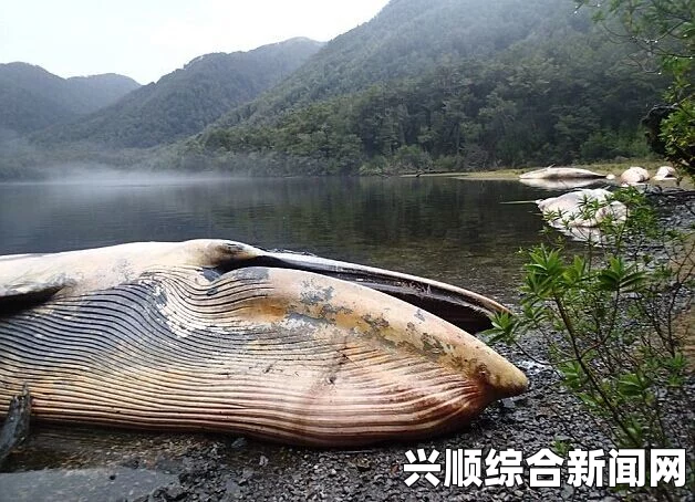 智利南部发现鲸鱼搁浅现象，科学家推测赤潮影响，图片揭示真相（共337头）