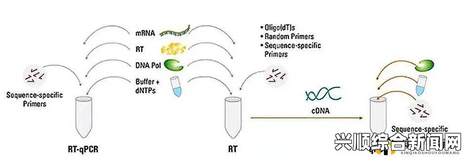 什么是RNA与cDNA杂交？探讨其在基因表达研究中的重要性与应用，挑战极限激情与提升方法
