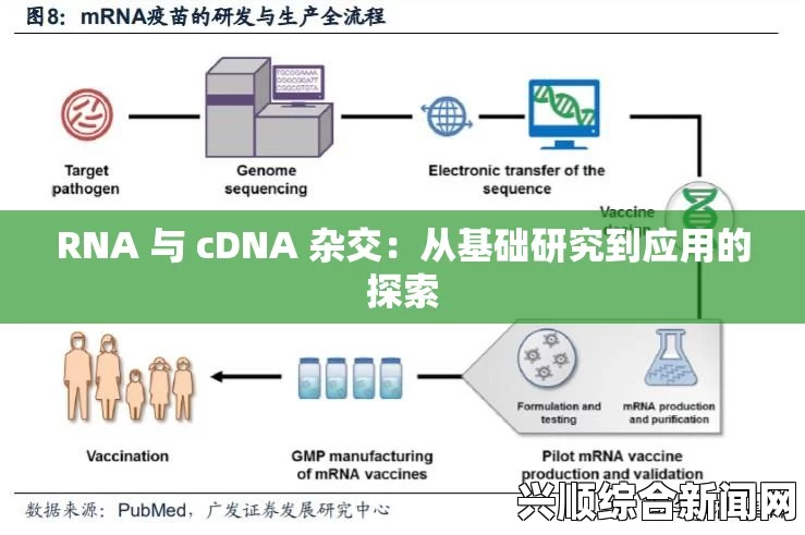 什么是RNA与cDNA杂交？探讨其在基因表达研究中的重要性与应用，挑战极限激情与提升方法