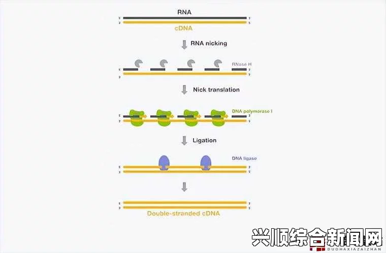 什么是RNA与cDNA杂交？探讨其在基因表达研究中的重要性与应用，挑战极限激情与提升方法