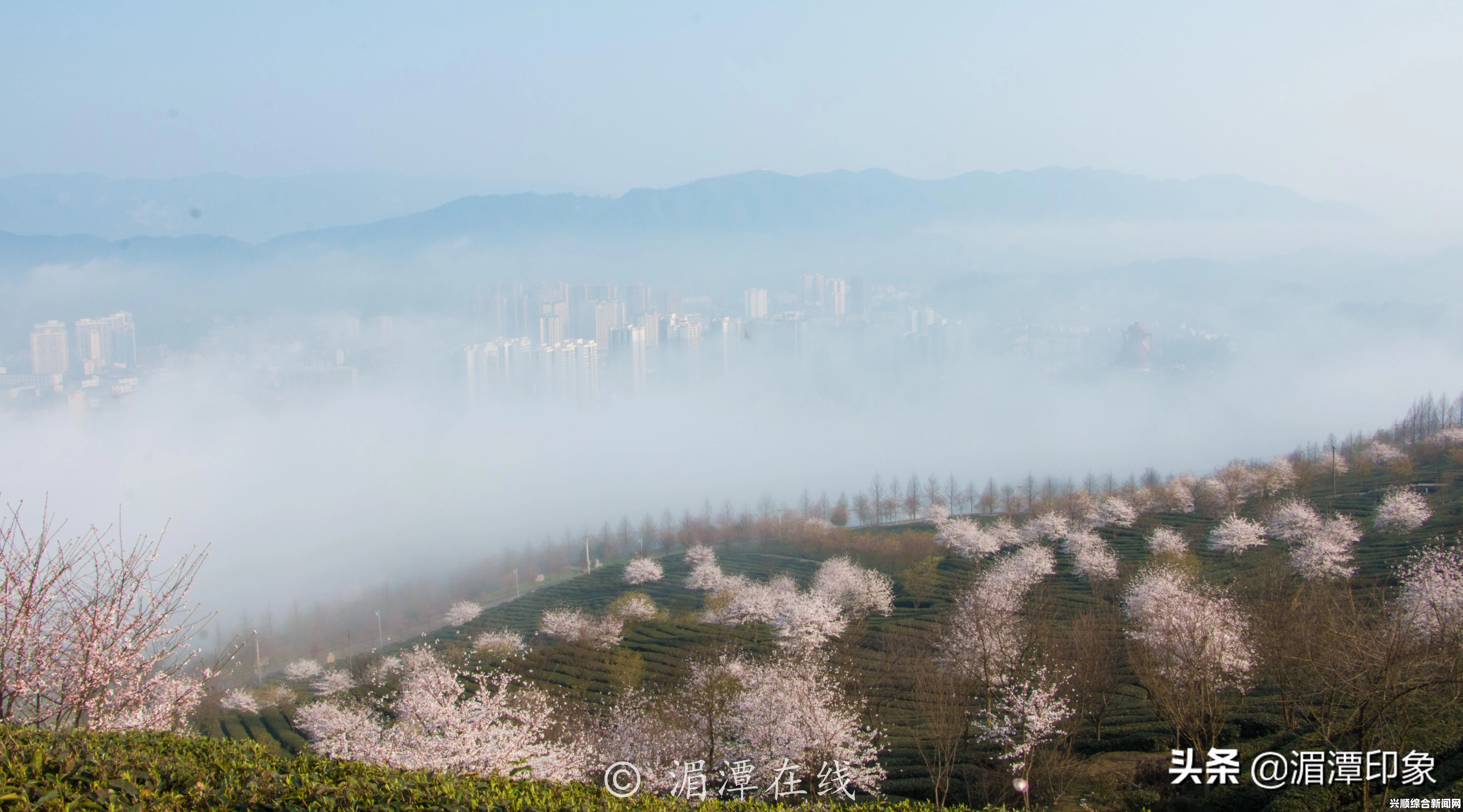 完美世界中的樱花美景：为何会出现弹窗干扰体验？，多元化美的接受度如何提升