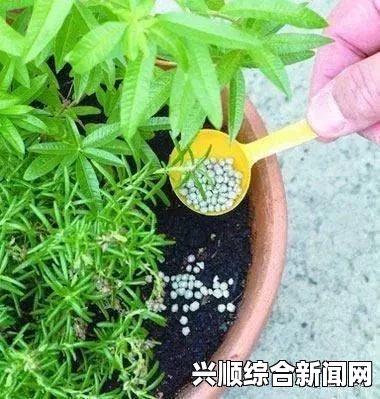 床上72种扦插方法，你了解多少？掌握这些技巧让植物生长更旺盛！，情感沟通与互动方式