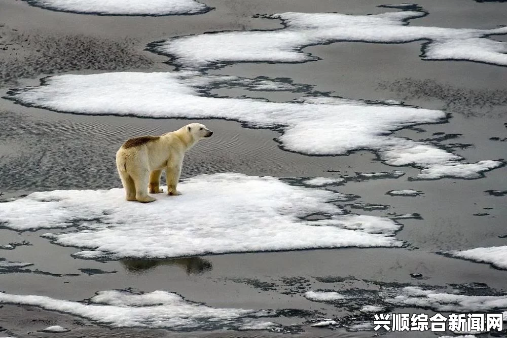 全球暖化致北极海冰溶解 北极熊数量恐减少超3成