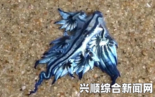 澳大利亚海滩现奇特蓝色生物，宛如外星来客（图）