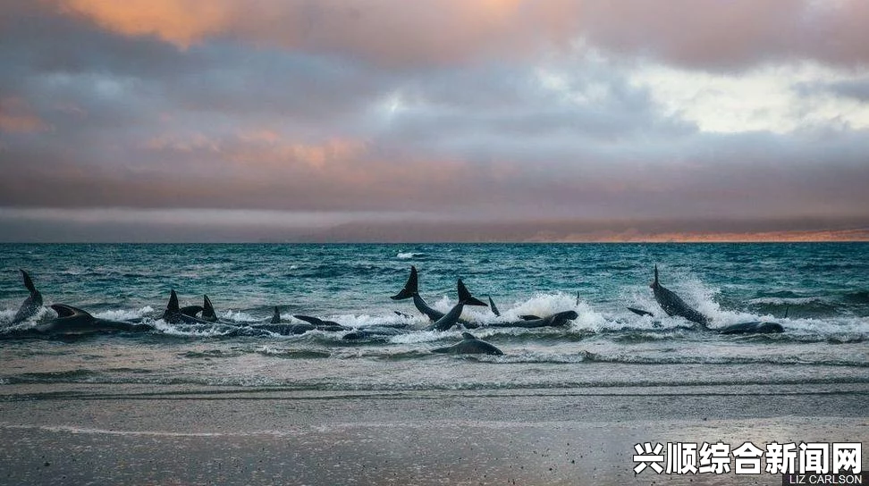 鲸鱼搁浅事件概述