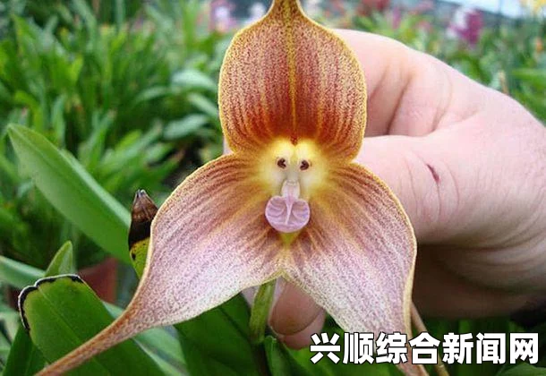 日本植物园惊现奇特花卉猴脸兰花，游客直呼太像猴子了！图）