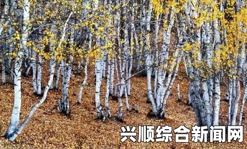 添上面一个“下”字到底是什么意思？它是如何影响我们日常生活中的语言表达与沟通方式的？