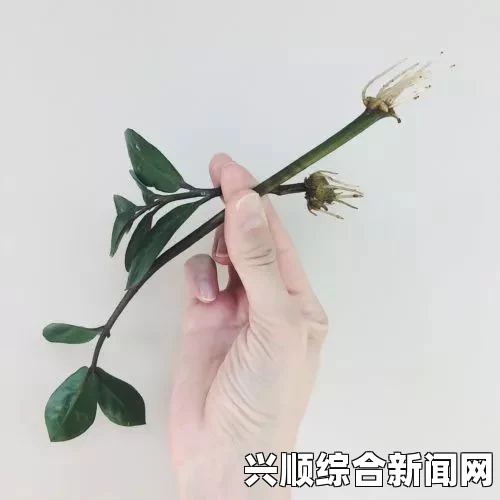 在床上的扦插方法真的能写出72种汉字吗？探索创意与技巧的完美结合