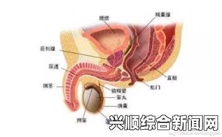 男性在性生活中持续时间的常见范围与影响因素，了解这些有助于提高性生活质量——探讨生理、心理及环境对性生活的影响