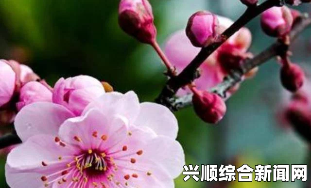 梅花开几度？老张与周梅的故事让你感受情感的深沉与生命的流转——在岁月中绽放的爱与思念