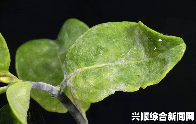 白色杆黑色头的真菌是什么？它对植物和环境有何影响？——探讨其生态作用及防治措施