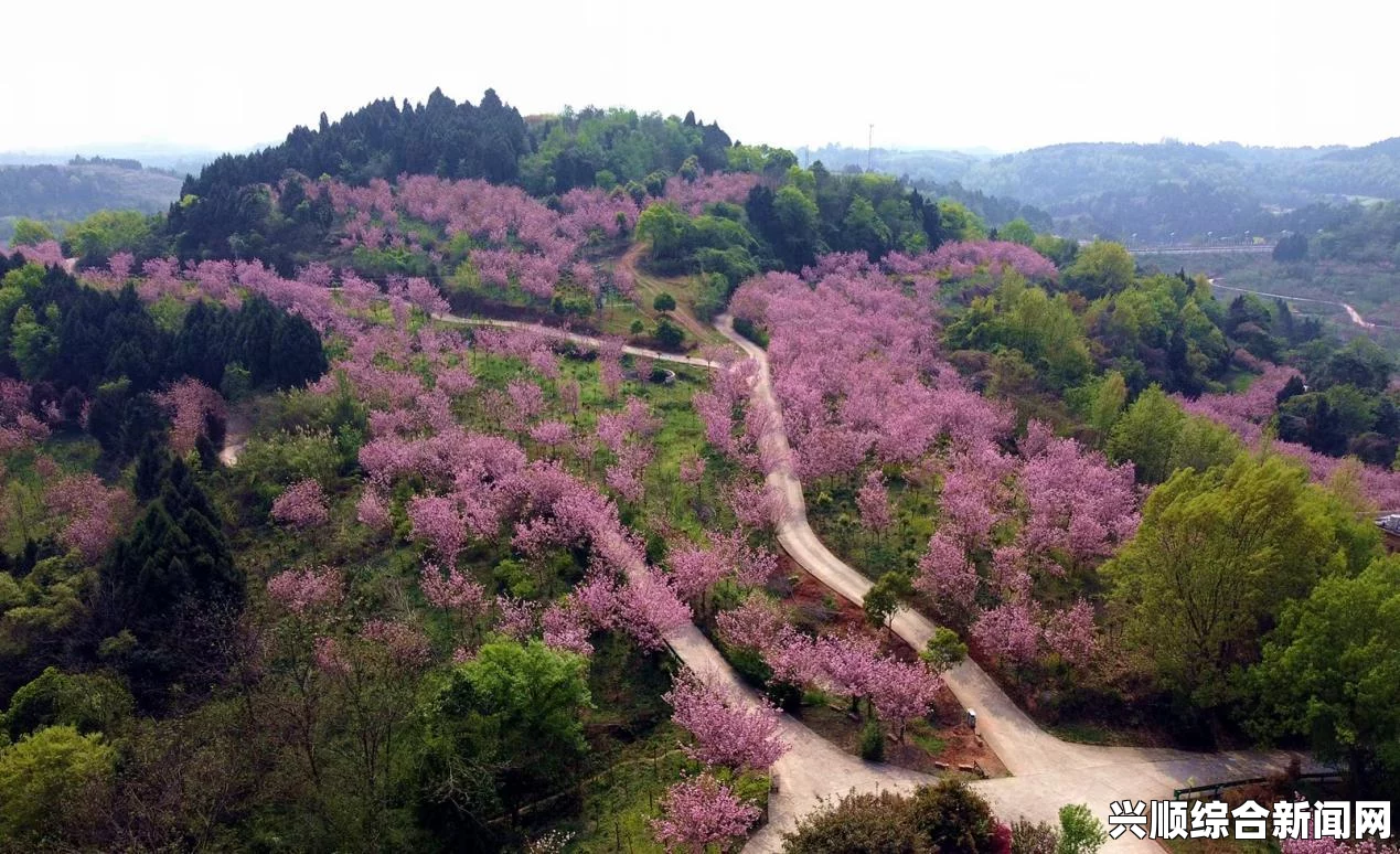 樱花视频：在线观看电视剧大全播放，为何如此受欢迎？探秘其背后的魅力与用户体验