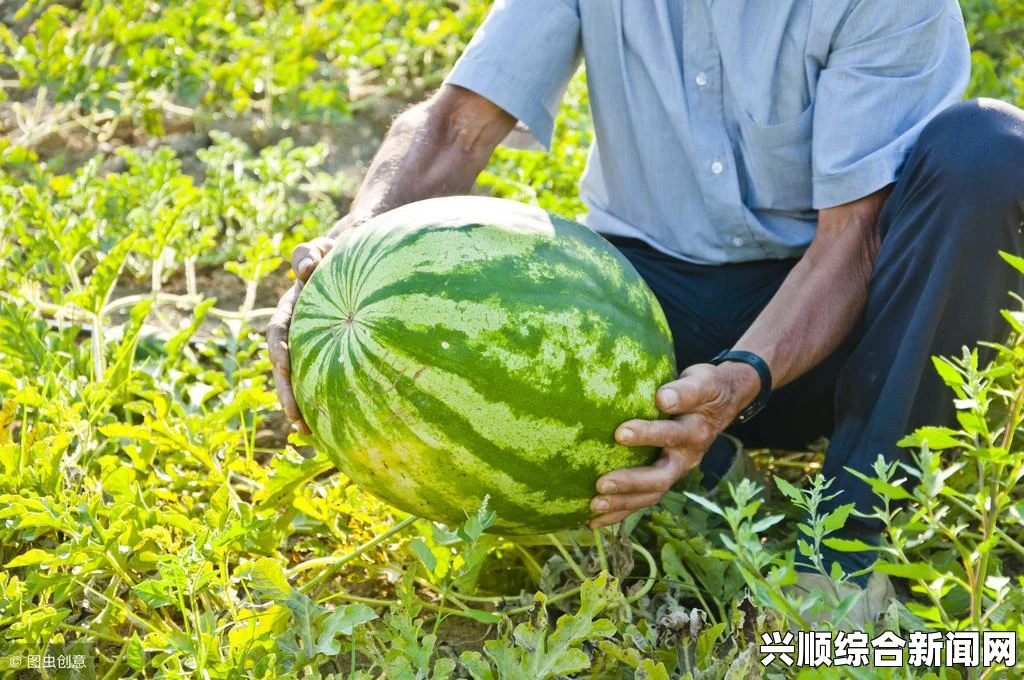 瓜神网站：探索最新的瓜类资讯与种植技巧分享平台