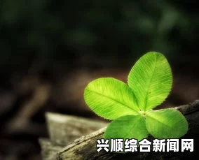 如何从成品人到精品人？掌握这些技巧，助你成为四叶草般的稀有存在，开启你的独特人生旅程