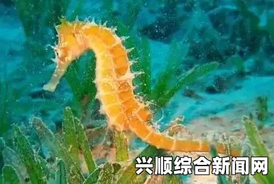 渔夫意外捕获海马