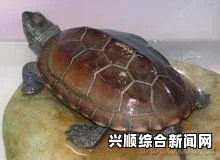 男子大头龟的图片和视频，展现它们的独特魅力和生活习性——探索这种神奇生物的生态与行为特点