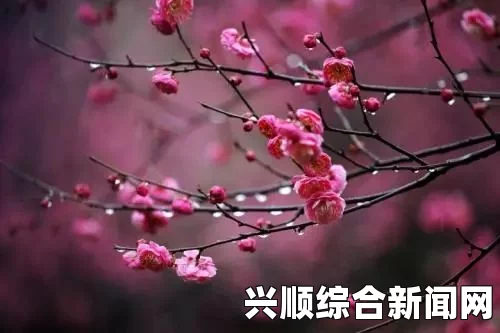 梅花开几度的深刻寓意：老张与周梅的故事与哲学启示，探讨人生的坚持与希望