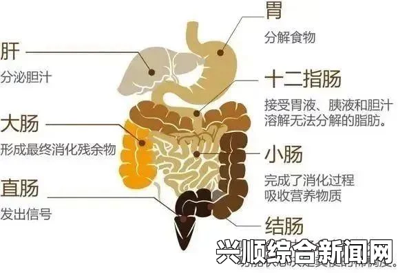 深入了解大肠的结构与功能，帮助你更好地维护肠道健康——掌握饮食与生活习惯的重要性