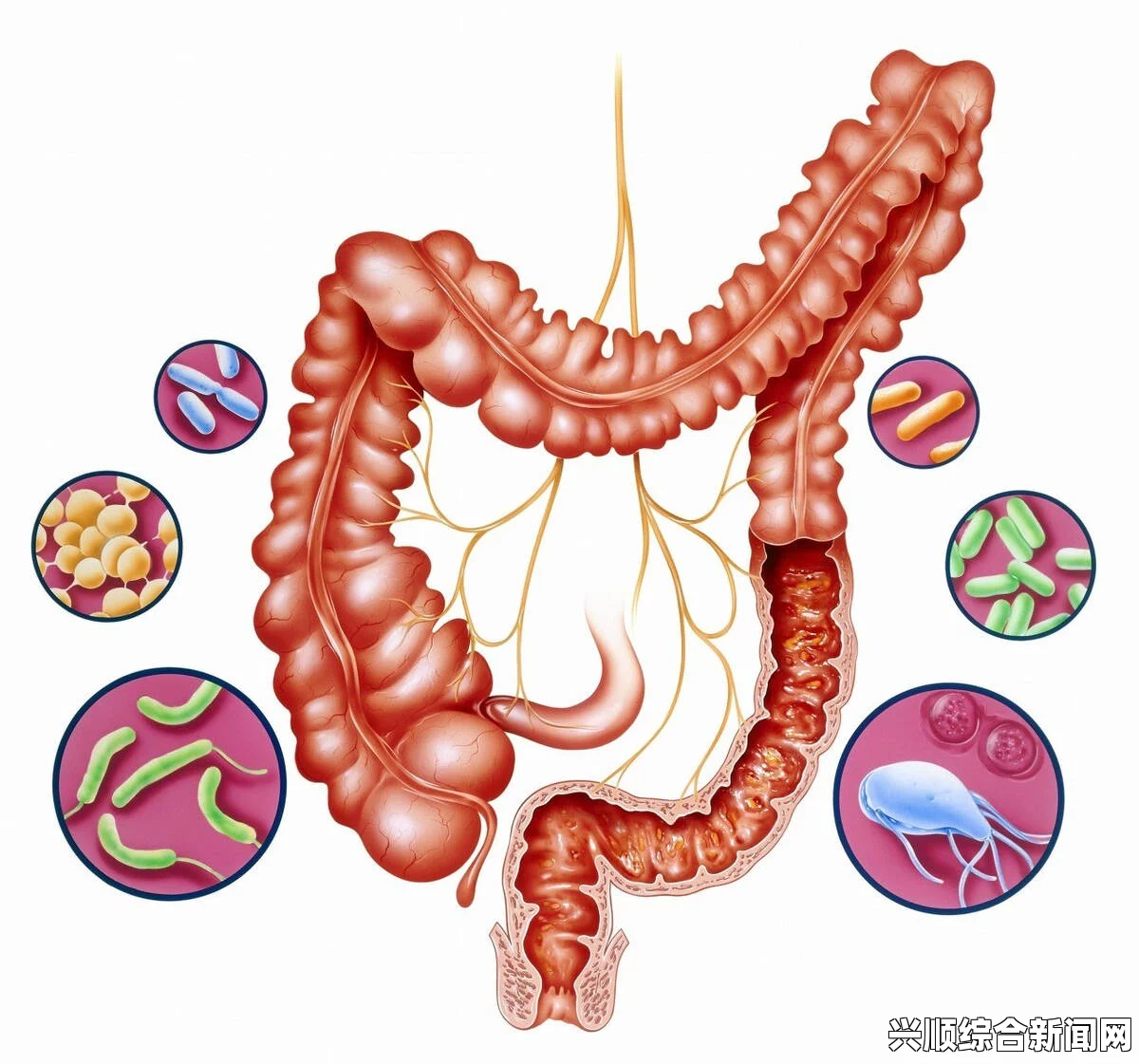 深入了解大肠的结构与功能，帮助你更好地维护肠道健康——掌握饮食与生活习惯的重要性