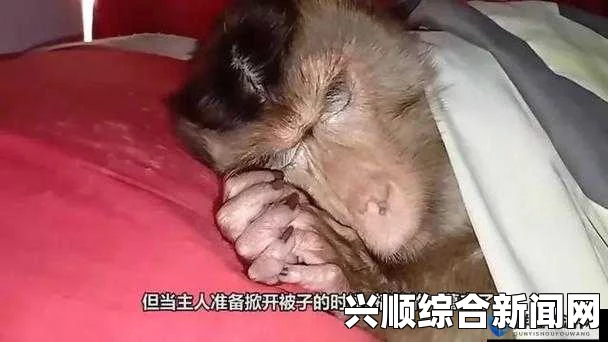 男女一起努力生猴子真人，如何实现这一愿望？