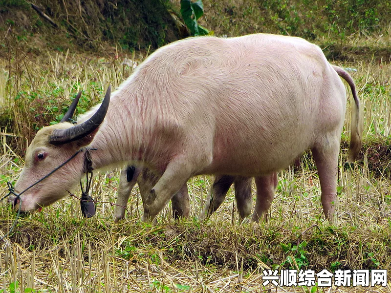 白水牛最不值钱的颜色是什么？探讨其价值低迷的原因与市场影响因素