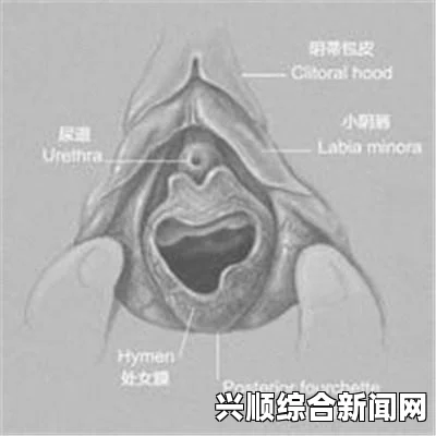 欧洲破处女的现象是否在逐渐增多？这一变化背后究竟隐藏了什么样的社会因素？——探讨文化、经济与性观念的演变