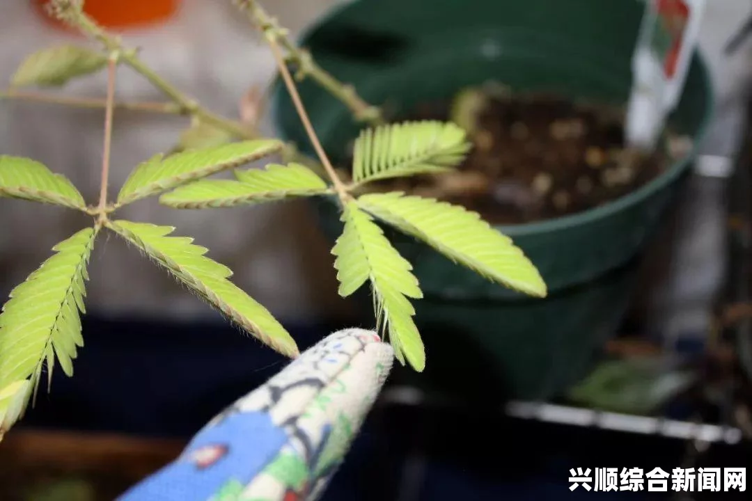 含羞草免费观看电视剧的背景故事及其深刻的社会与情感反思：探讨人性与社会变迁中的脆弱与坚韧