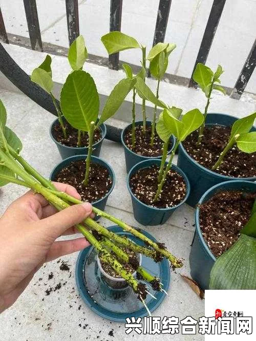 床上种植植物的72种扦插方法：如何在床上成功繁殖各种植物？探索适合新手和资深爱好者的技巧与窍门