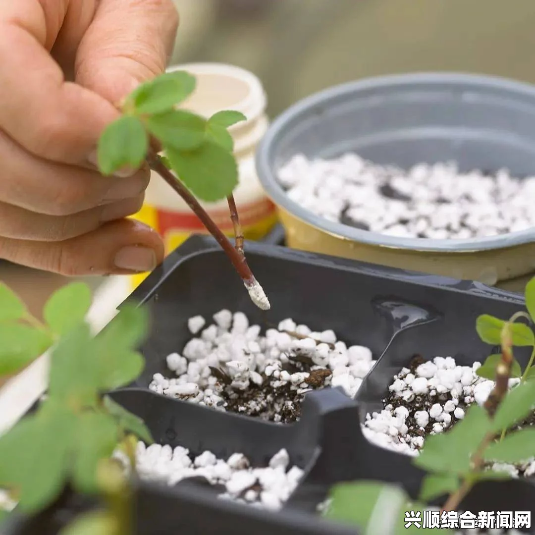 床上种植植物的72种扦插方法：如何在床上成功繁殖各种植物？探索适合新手和资深爱好者的技巧与窍门