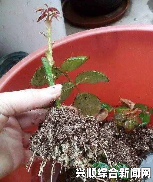 床上如何进行植物扦插？72种简单方法，家里绿植轻松繁殖，让你的生活空间充满生机与活力