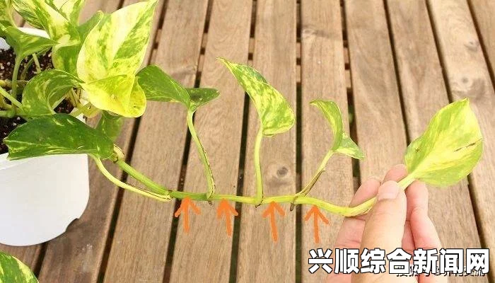 床上如何进行植物扦插？72种简单方法，家里绿植轻松繁殖，让你的生活空间充满生机与活力