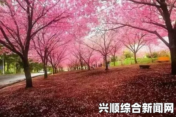 樱花动漫免费登录入口：如何安全地获取并享受动漫资源？探索最佳观看体验与安全措施