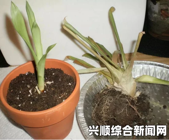 如何在床上进行植物扦插？72种技巧及注意事项详解：室内植物繁殖从这开始，轻松打造绿色家居环境