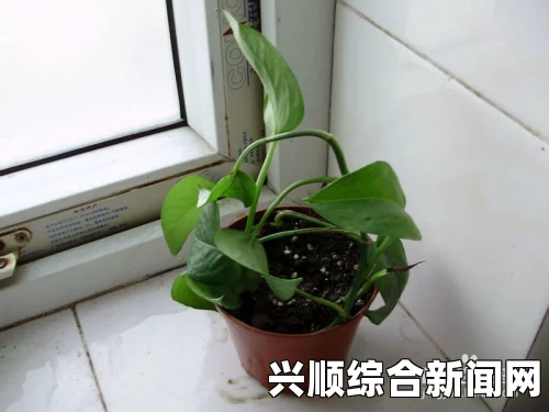 如何在床上进行植物扦插？72种技巧及注意事项详解：室内植物繁殖从这开始，轻松打造绿色家居环境