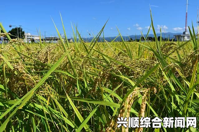 日本朋友家的麦子：从种植到收获，一探麦田的秘密与乡村风光，感受自然之美与丰收的喜悦