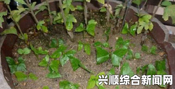 在床上扦插植物的72种方法：从选择植物到后期护理，全面掌握种植技巧，轻松打造绿色家居环境与养护秘籍