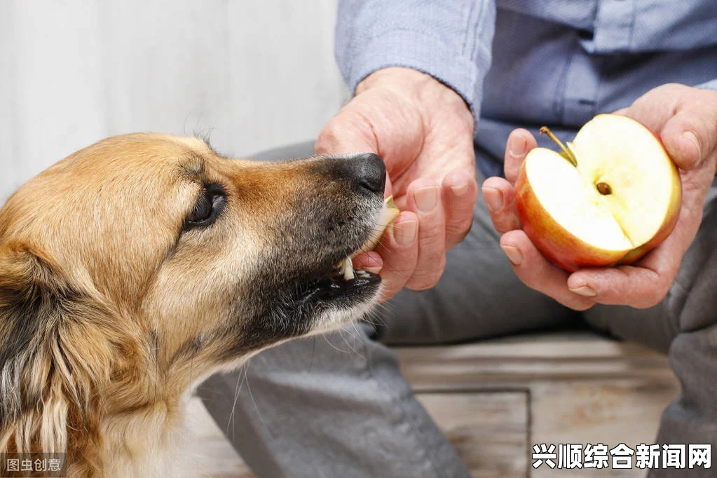 狗和人胶配方20分钟：如何用20分钟制作健康胶状食品，增强狗狗与人类免疫力？探索简单易行的食材搭配与营养秘诀