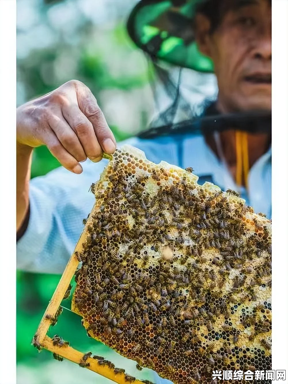 提高繁殖效率：探索科学技术在农业中的应用与实践