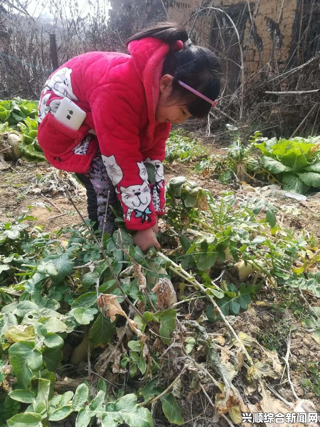 拔萝卜高清电视剧大全：有哪些好看又经典的拔萝卜题材电视剧推荐？带你重温那些精彩瞬间与感人故事