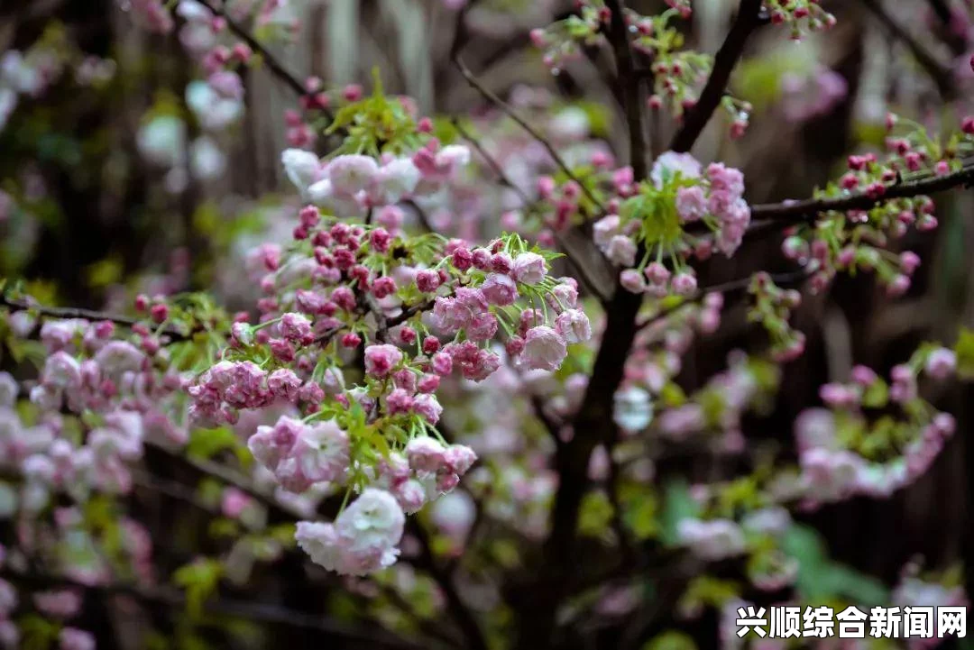 春雨免费观看全集高清完整，尽享无广告流畅观看体验，带你领略春日的温暖与美好_如何选择自己的应用