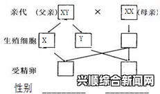 人工精子可信性存疑，科学研究的双刃剑挑战及其可能的经济效应分析