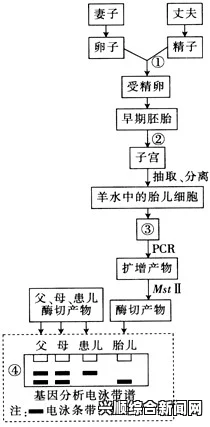 人工精子可信性存疑，科学研究的双刃剑挑战及其可能的经济效应分析