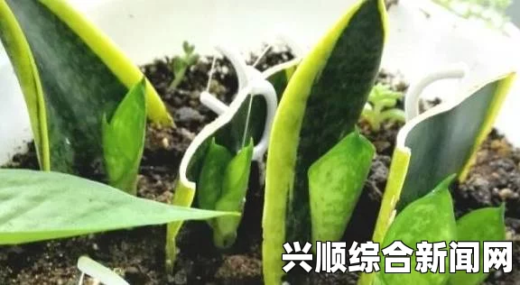 床上扦插植物技巧大全：72种实用方法帮助你轻松繁殖植物，打造绿色家居环境的完美指南_奥斯卡风向预测