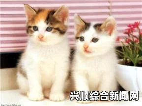 猫咪成人网名怎么取：结合地域特色与个性，打造独一无二的网名，展现你的独特魅力与风格_免费入口尽在这里